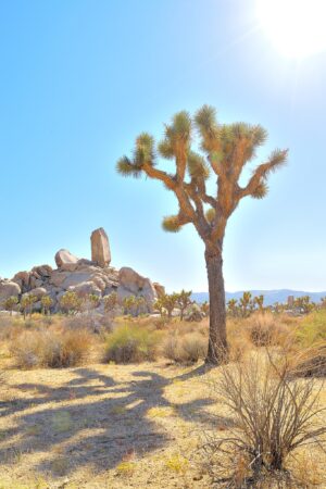 Joshua Tree, No Shade