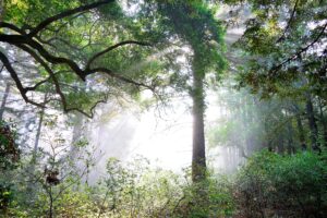 Light Through Branches in Big Sur