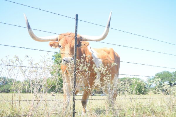 Longhorn by Fence at LBJ's Ranch