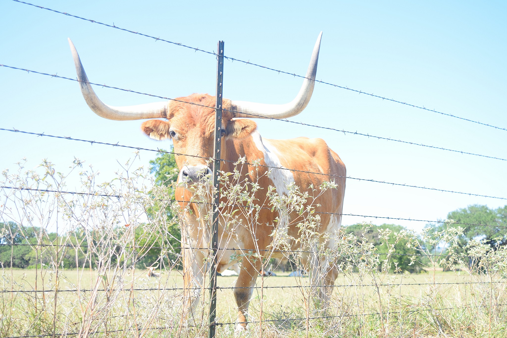 Longhorn by Fence at LBJ’s Ranch